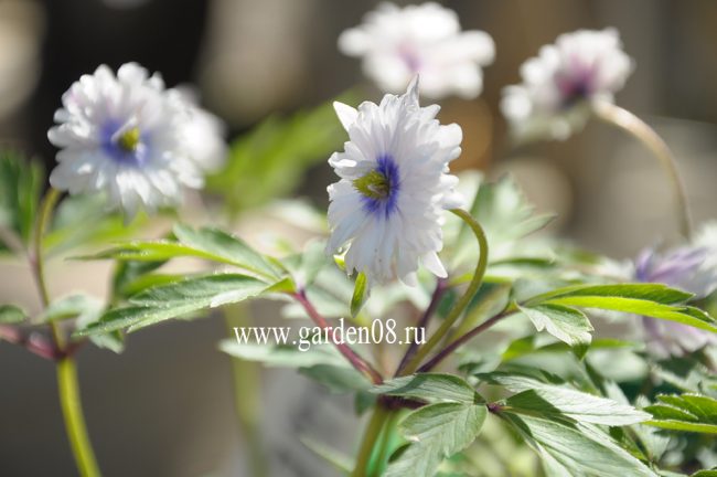 Анемона дубравная (anemone nemorosa) «Blue Eyes»