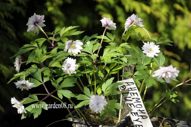 Анемона дубравная (anemone nemorosa) «Blue Eyes»