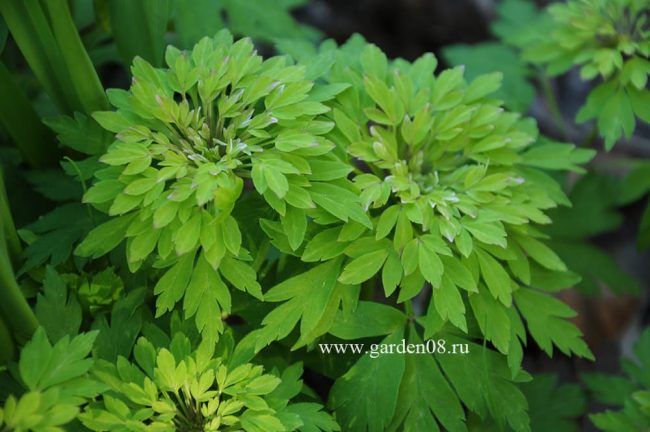 Анемона дубравная (anemone nemorosa) «Bracteata Plena»