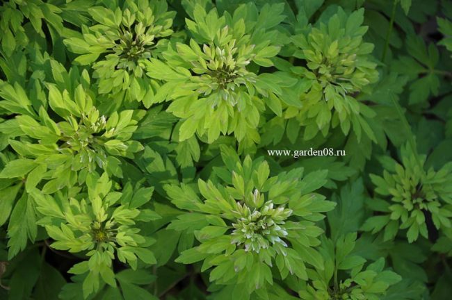 Анемона дубравная (anemone nemorosa) «Bracteata Plena»