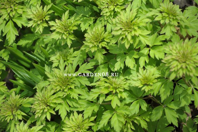 Анемона дубравная (anemone nemorosa) «Bracteata Plena»