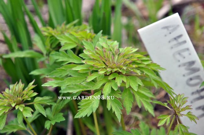 Анемона дубравная (anemone nemorosa) «Bracteata Plena»