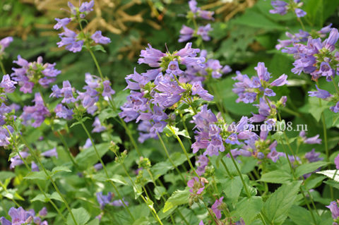 Penstemon serrulatus, Penstemon diffusus