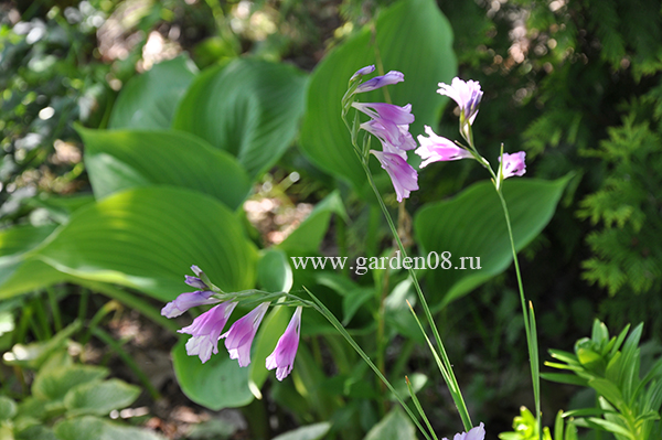 Гладиолус видовой (gladiolus)
