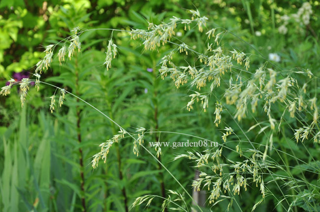 Овсец вечнозеленый (Helictotrichon sempervirens), колоски