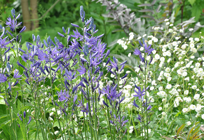 Камассия (Camassia) синяя