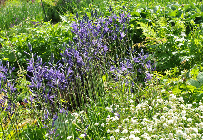 Камассия (Camassia) синяя