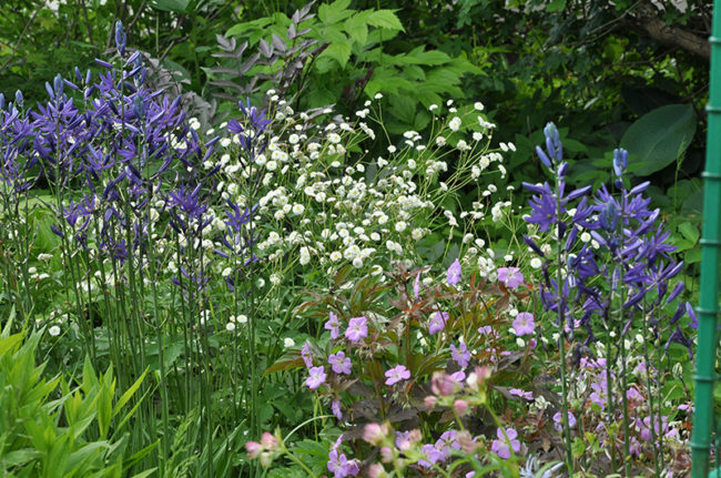 Камассия (Camassia) синяя