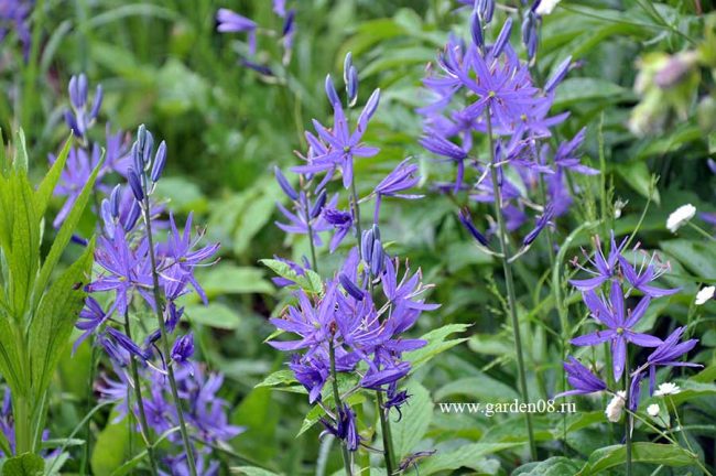 Камассия (Camassia) синяя