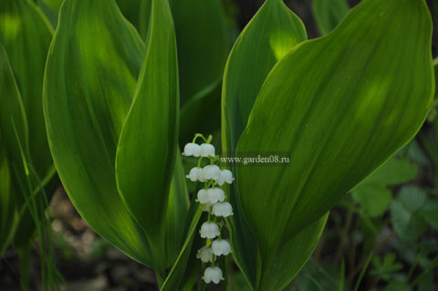 Ландыш майский (Convallaria majalis) вариегатный