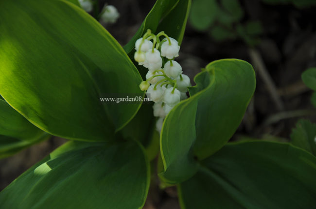 Ландыш майский (Convallaria majalis) варьегатный