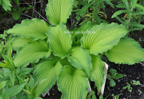 Хоста «Emerald Ruff Cut» весной