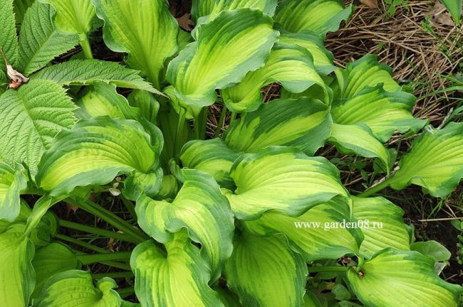 Хоста «Emerald Ruff Cut»