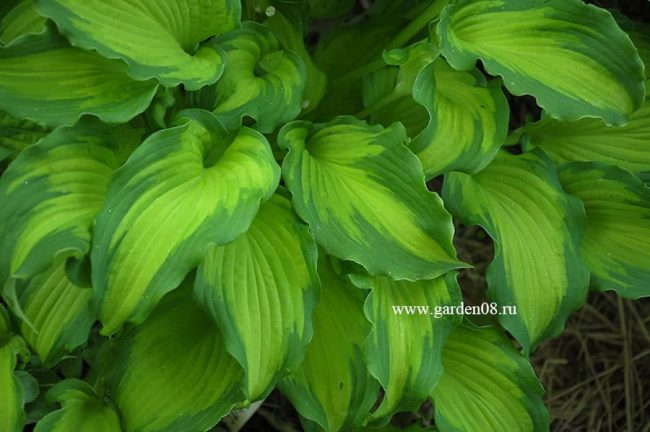 Хоста «Emerald Ruff Cut»