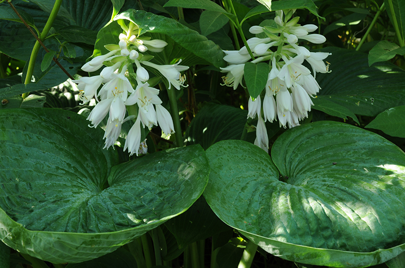 Хоста «Sea Lotus Leaf» Хоста «Sea Lotus Leaf»