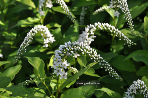 Вербейник ландышевый (клетровидный) (lysimachia clethroides)