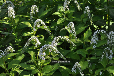 Вербейник ландышевый (клетровидный) (lysimachia clethroides)