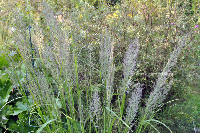 Вейник коротковолосистый (С. arundinacea var. brachytricha)