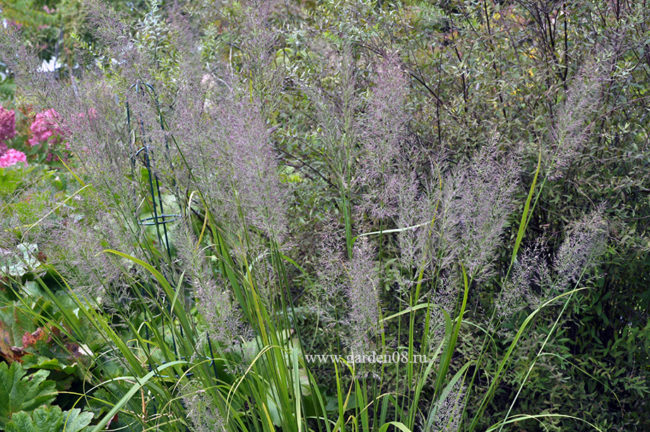 Вейник коротковолосистый (С. arundinacea var. brachytricha)