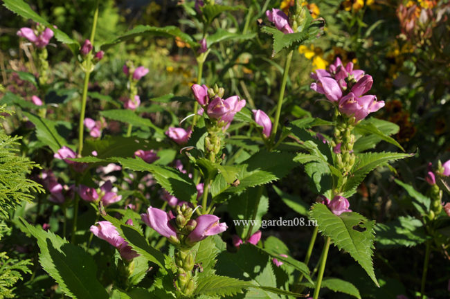 Хелоне (Chelone) розовая