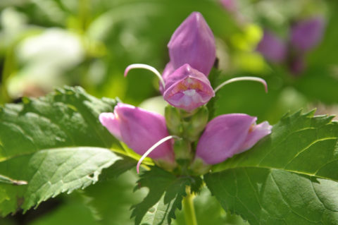 Хелоне (Chelone) розовая