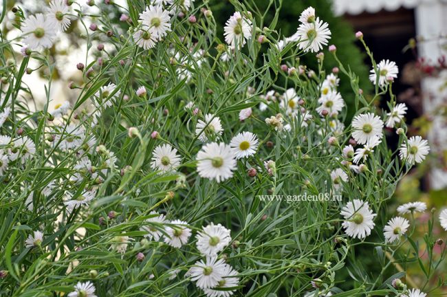 Болтония астровидная (Boltonia asteroides)