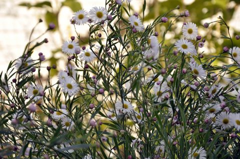 Болтония астровидная (Boltonia asteroides)