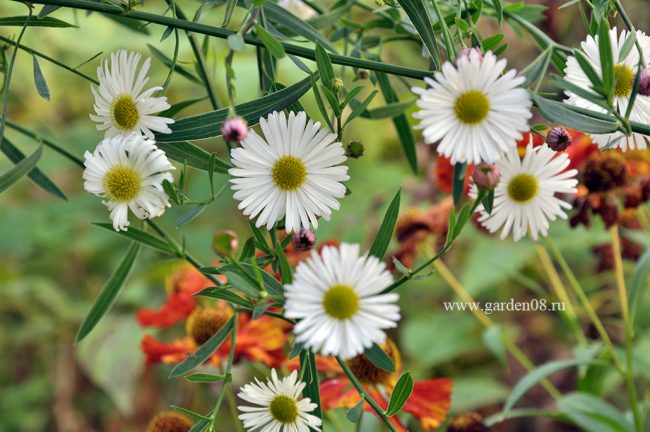 Болтония астровидная (Boltonia asteroides)