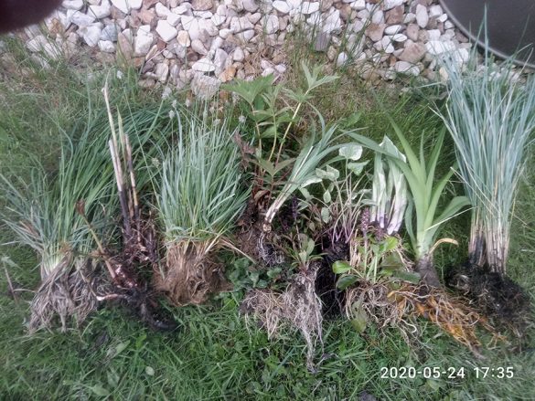 Декоративные травы, хоста, лилейник, посконник