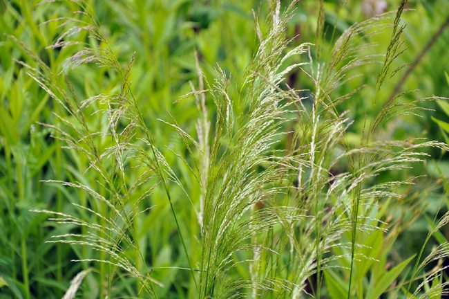 Луговик «Goldtau» (Deschampsia cespitosa)