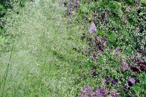 Щучка дернистая «Goldtau» (Deschampsia cespitosa)