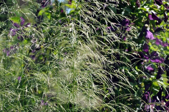 Луговик «Goldtau» (Deschampsia cespitosa)