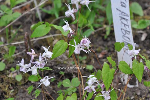 Горянка крупноцветковая Akebono (Epimedium grandiflorum)