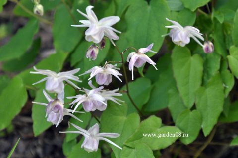 Горянка крупноцветковая «Akebono» (Epimedium grandiflorum)