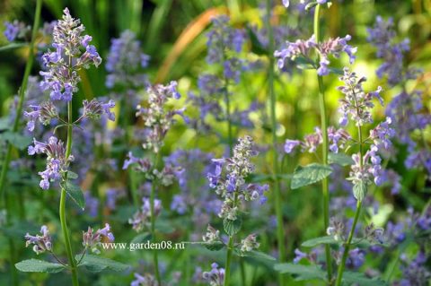 Котовник крупноцветковый (Nepeta grandiflora) «Summer Magic»