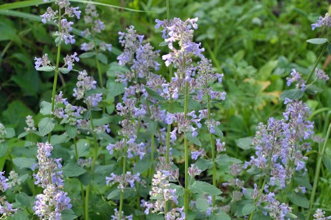 Котовник крупноцветковый (Nepeta grandiflora) «Summer Magic»