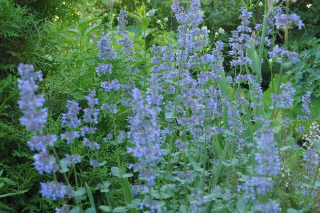 Котовник крупноцветковый (Nepeta grandiflora) «Summer Magic»