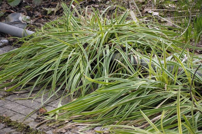 Осока Morowii Variegata (Морроу вариегатная) в середине апреля.