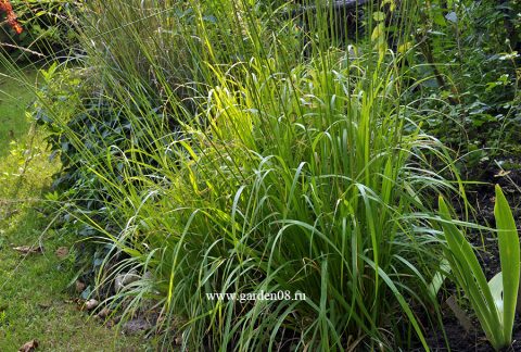 Молиния тростниковая (Molinia arundinacea) низкая