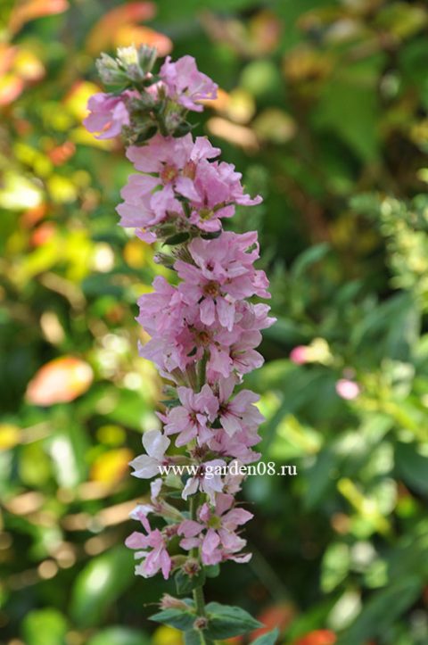 Дербенник иволистный (Lythrum salicaria `Blush`)