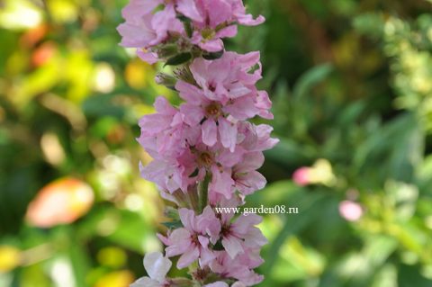 Дербенник иволистный (Lythrum salicaria `Blush`)