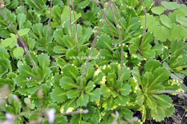 Камнеломка теневая вариегатная (Saxifraga urbium «Variegata») листья