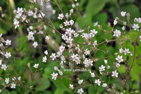 Камнеломка теневая вариегатная (Saxifraga urbium «Variegata») цветение