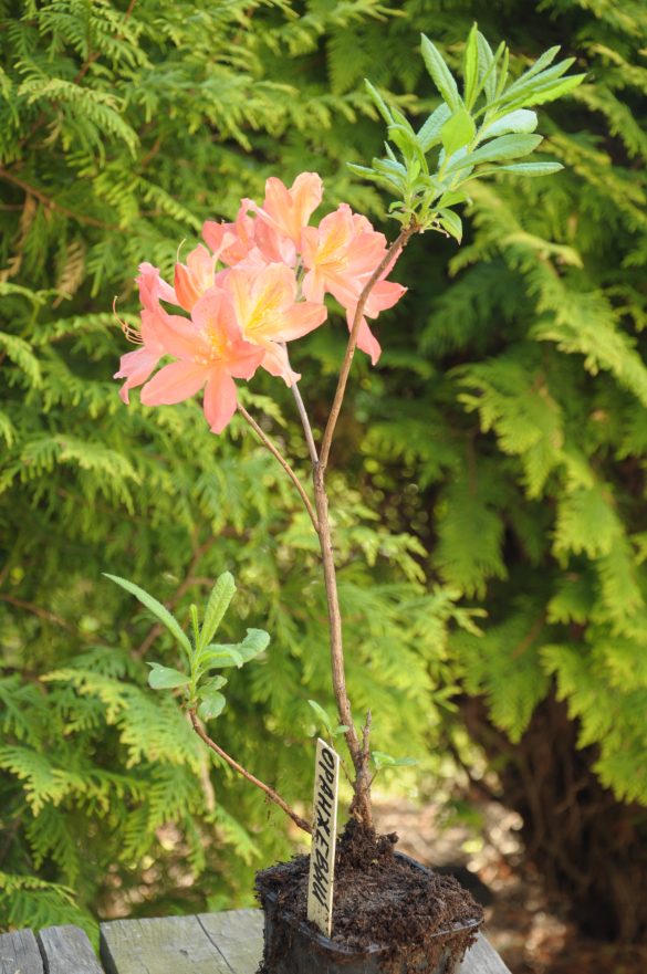 Саженцы рододендрона японского листопадного