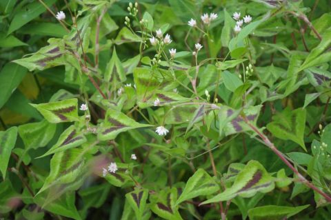 Горец (Persicaria)