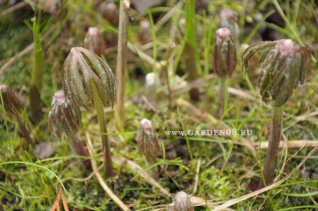 Какалия aconitifolia (борцоволистная) в начале мая