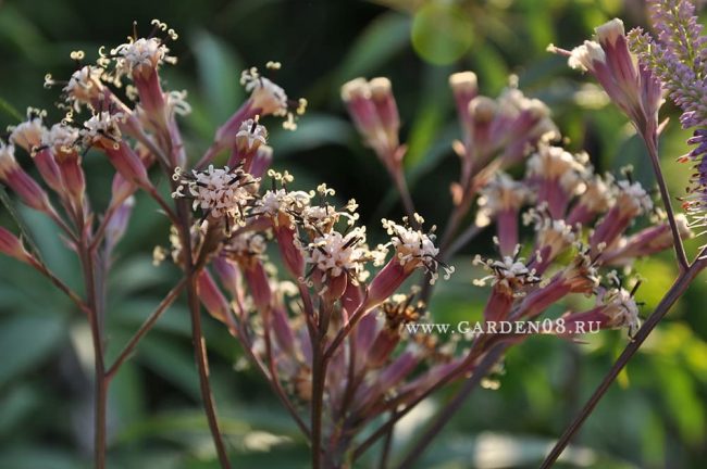 Какалия aconitifolia (борцоволистная), цветение