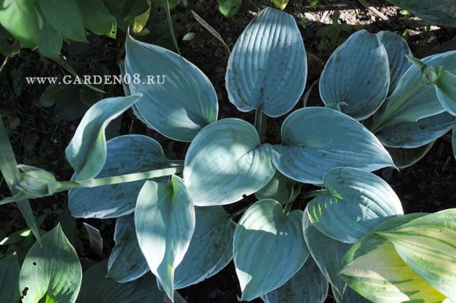 Хоста «Fragrant Blue Ribbons» в начале июля