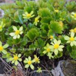 Hacquetia epipactis