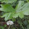 Подофилл щитовидный (Podophyllum peltatum)